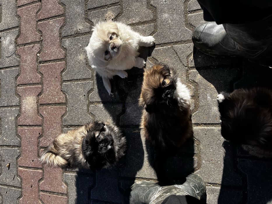 Pieski pekinczyki