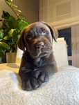 Labrador retriever czekoladowy szczeniak piesek