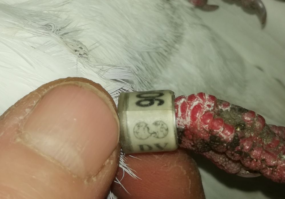 Gołąb ozdobny rasowy