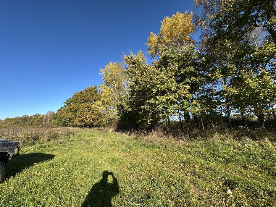 Drzewo na pniu sprzedam