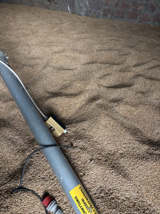 Pszenżyto ozime Tadeus