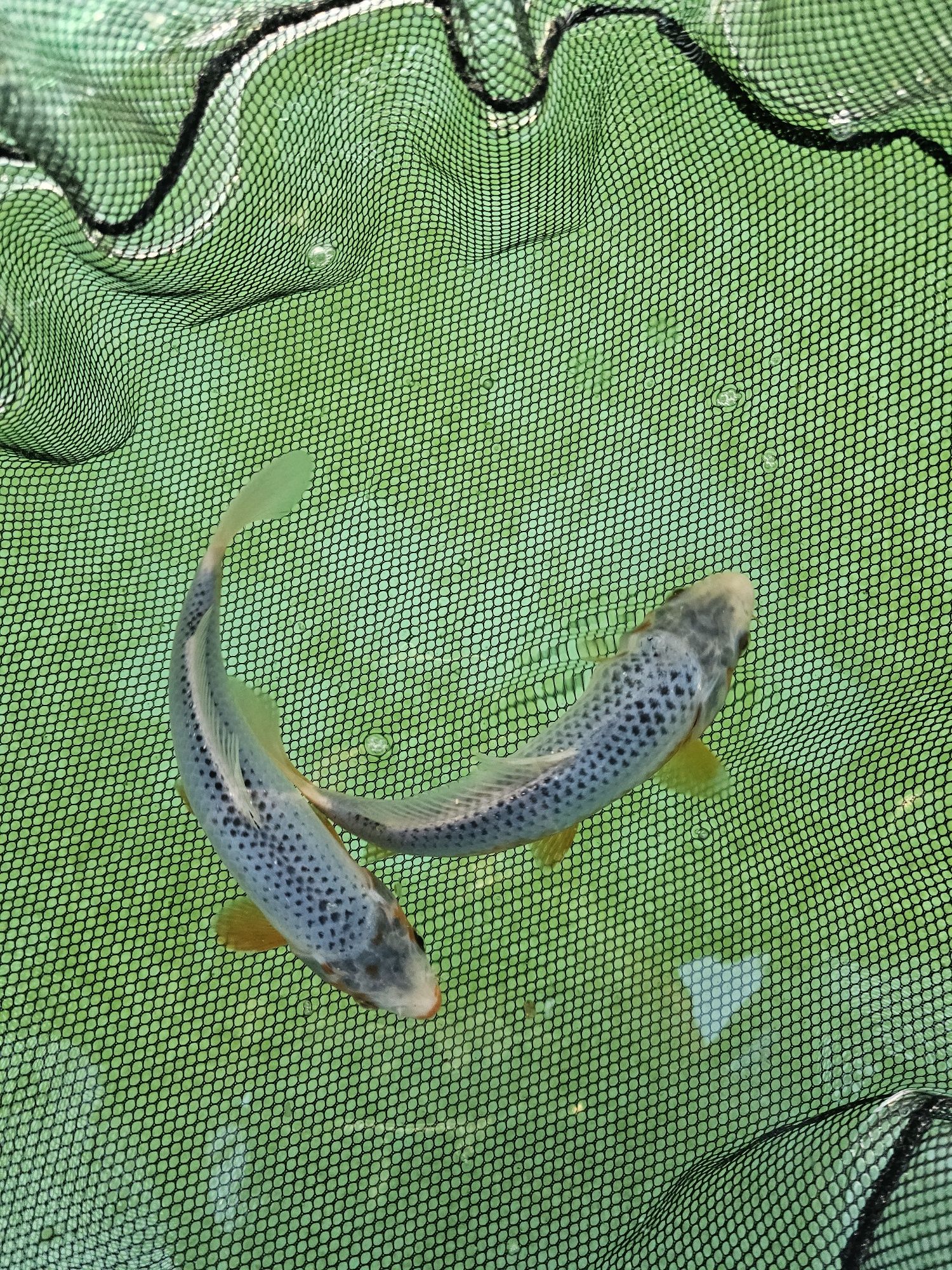 Japoński Karp koi 15 - 25cm