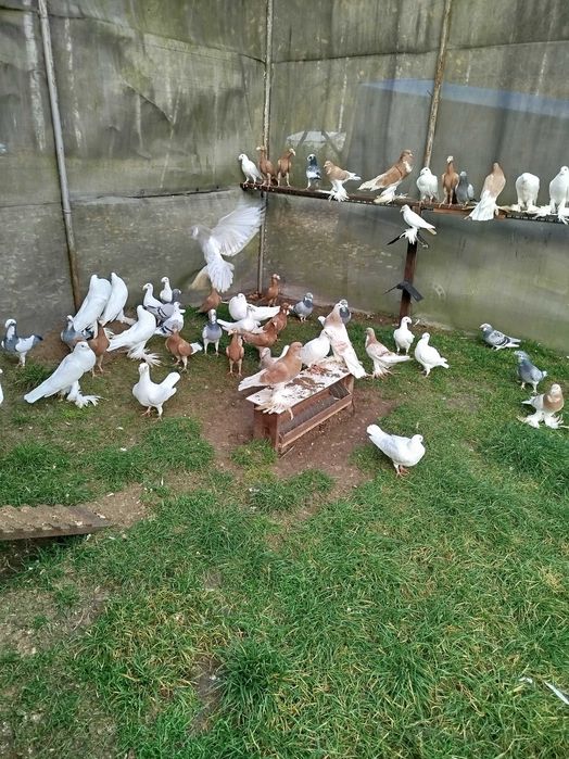 Gołębie Garłacze Pomorskie Kariery Rzeszowskie Niemiecki Wystawowy