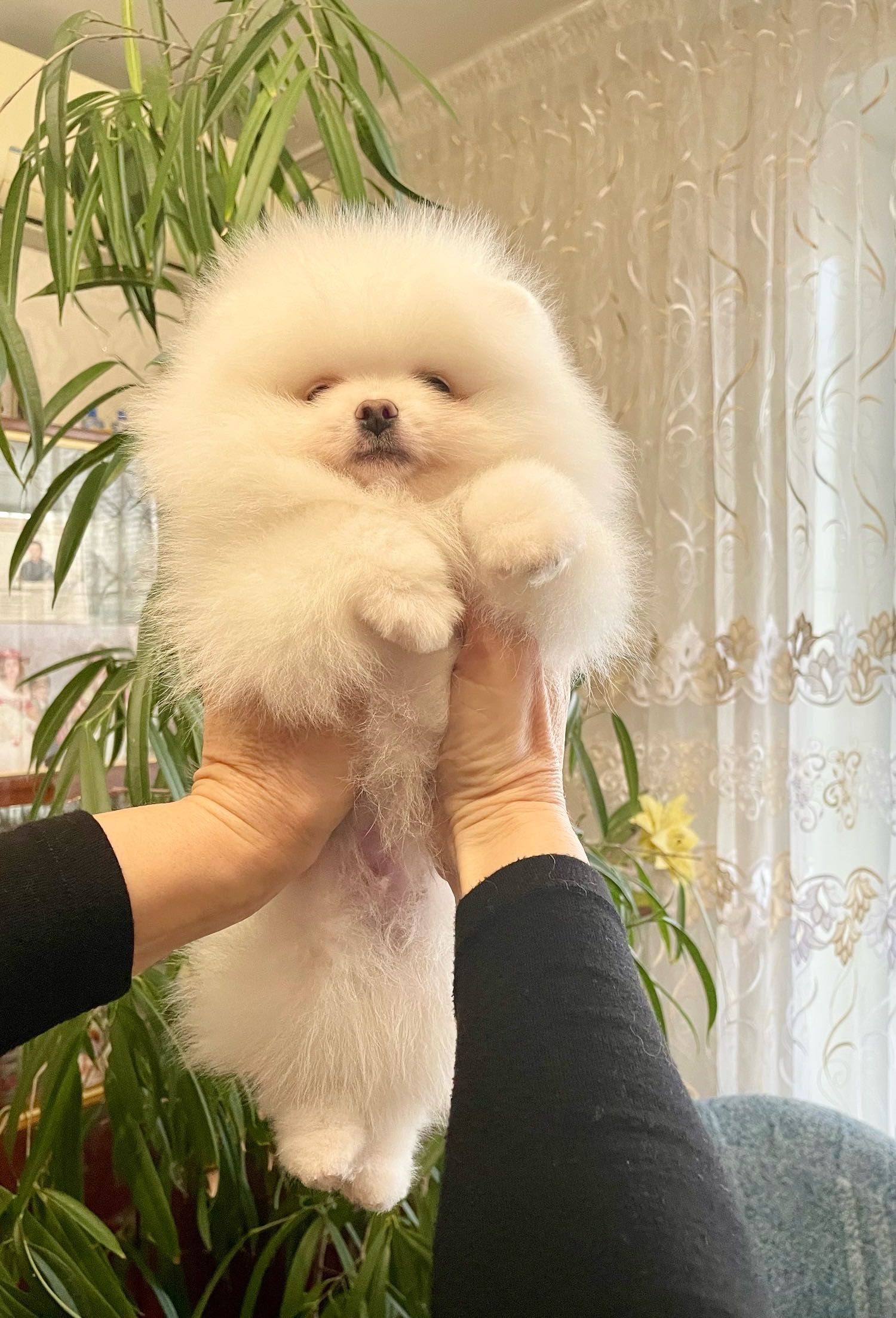 Померанский шпиц. Девочка
