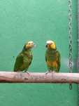 Amazona Xanthops
