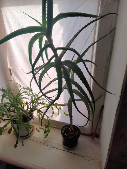 Квіти алое Вера.