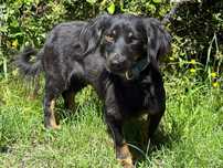 Lola piekna niesmiala suczka do adopcji!