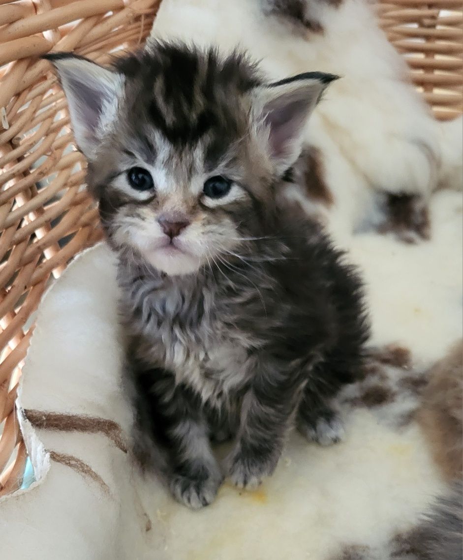 Kotka Maine Coon