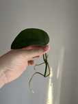 Scindapsus jade satin okaz