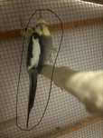 Catura macho para ceder o trocar por canarios