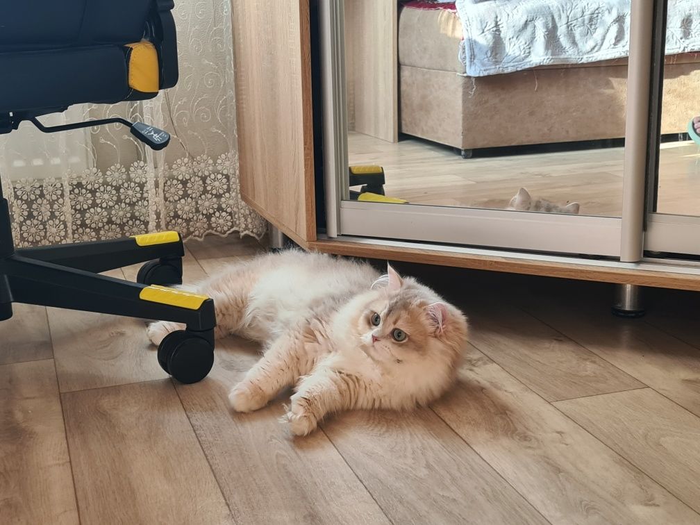 Золотий британський котик
