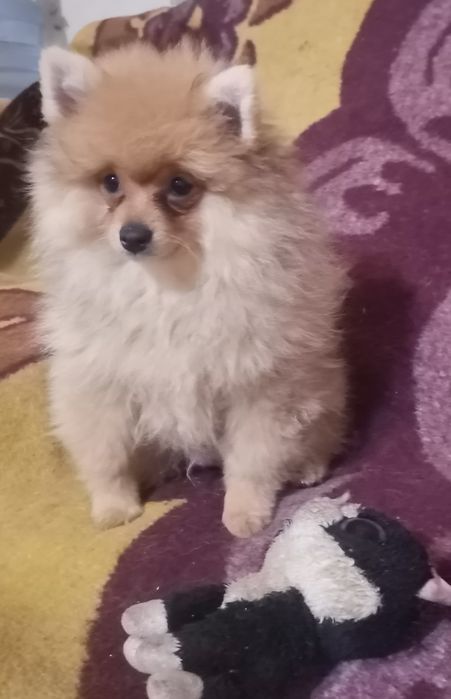 Померанский шпиц