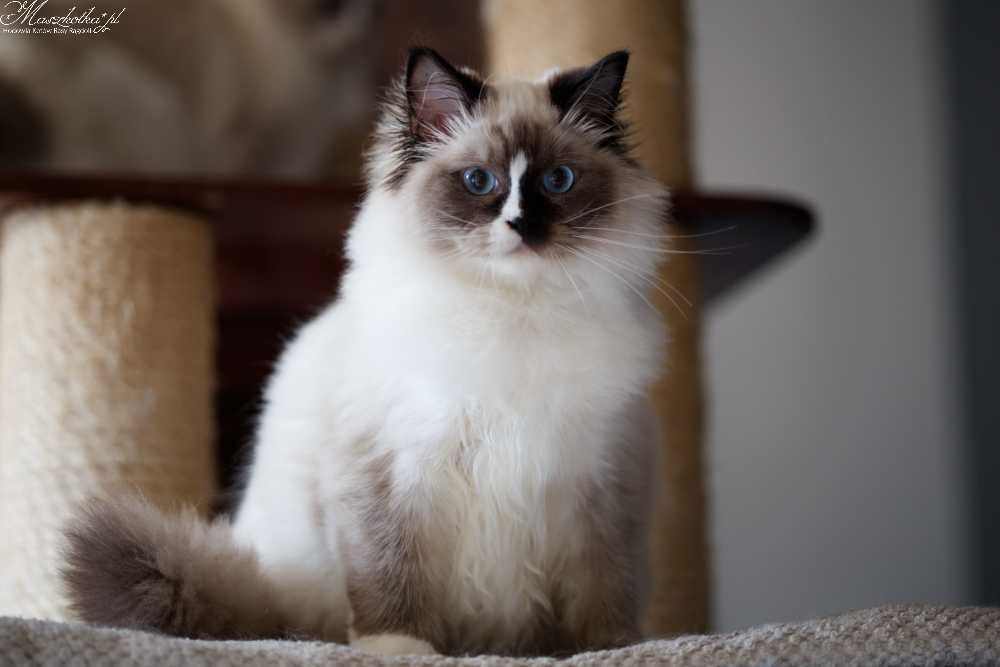 Ragdoll, przepiękna koteczka seal mitted z prawdziwym rodowodem FPL