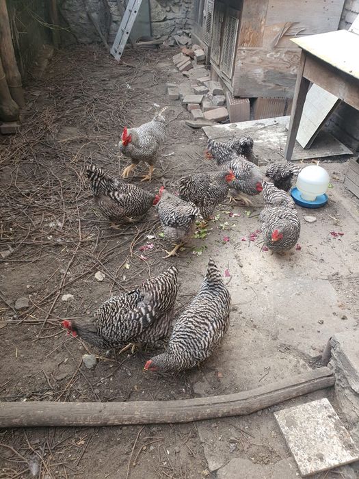 Jaja lęgowe amrock, karzełki łapciate