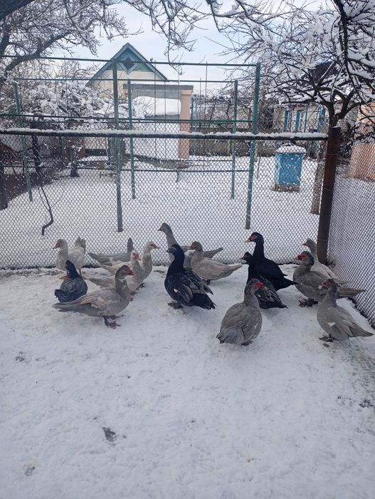 Продам молодих качок