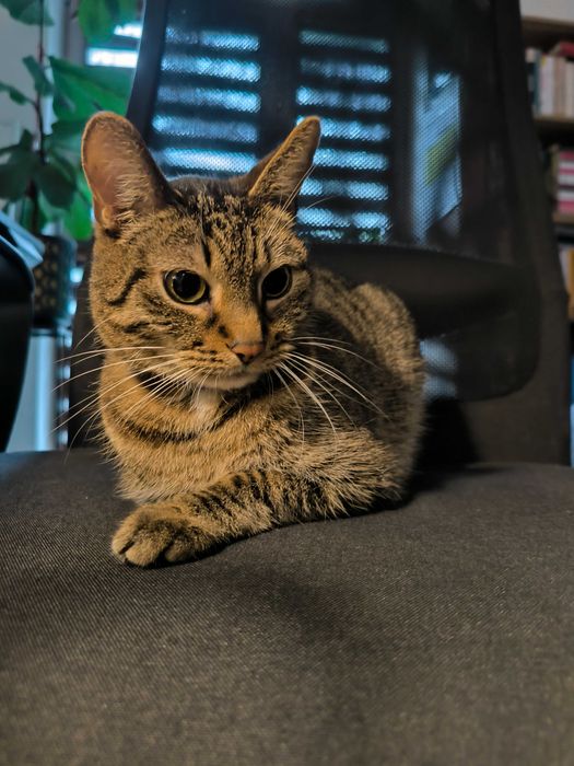 kot szuka domu cała Polska