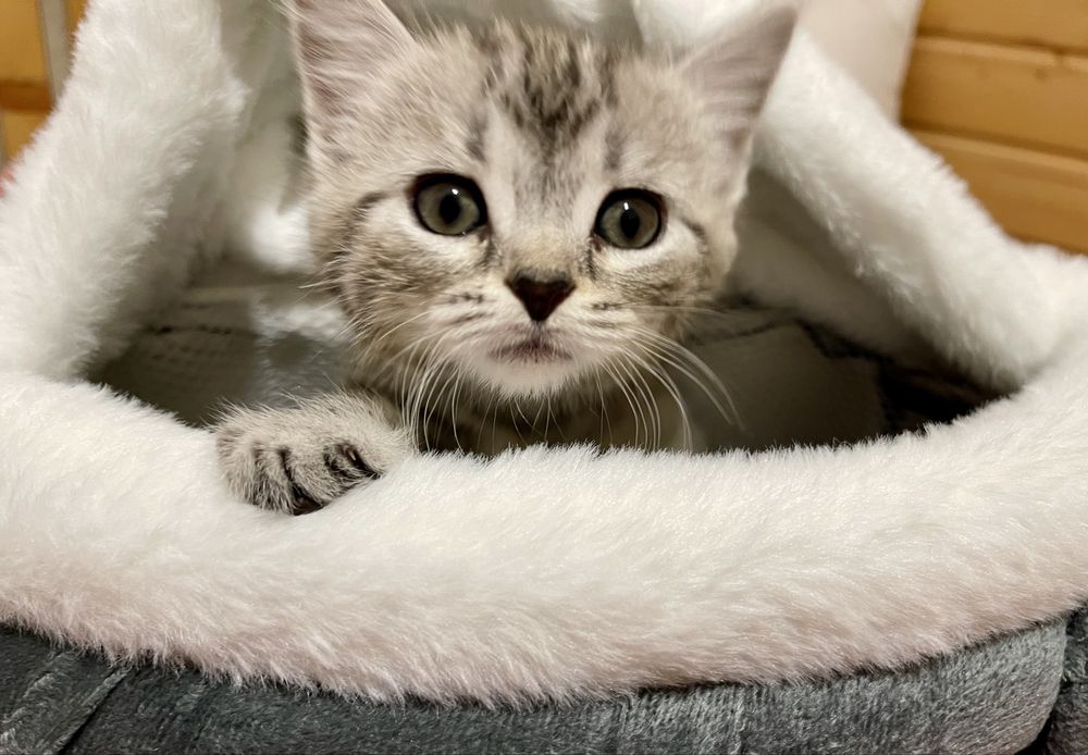 Маленьке кицинятко шукає друга