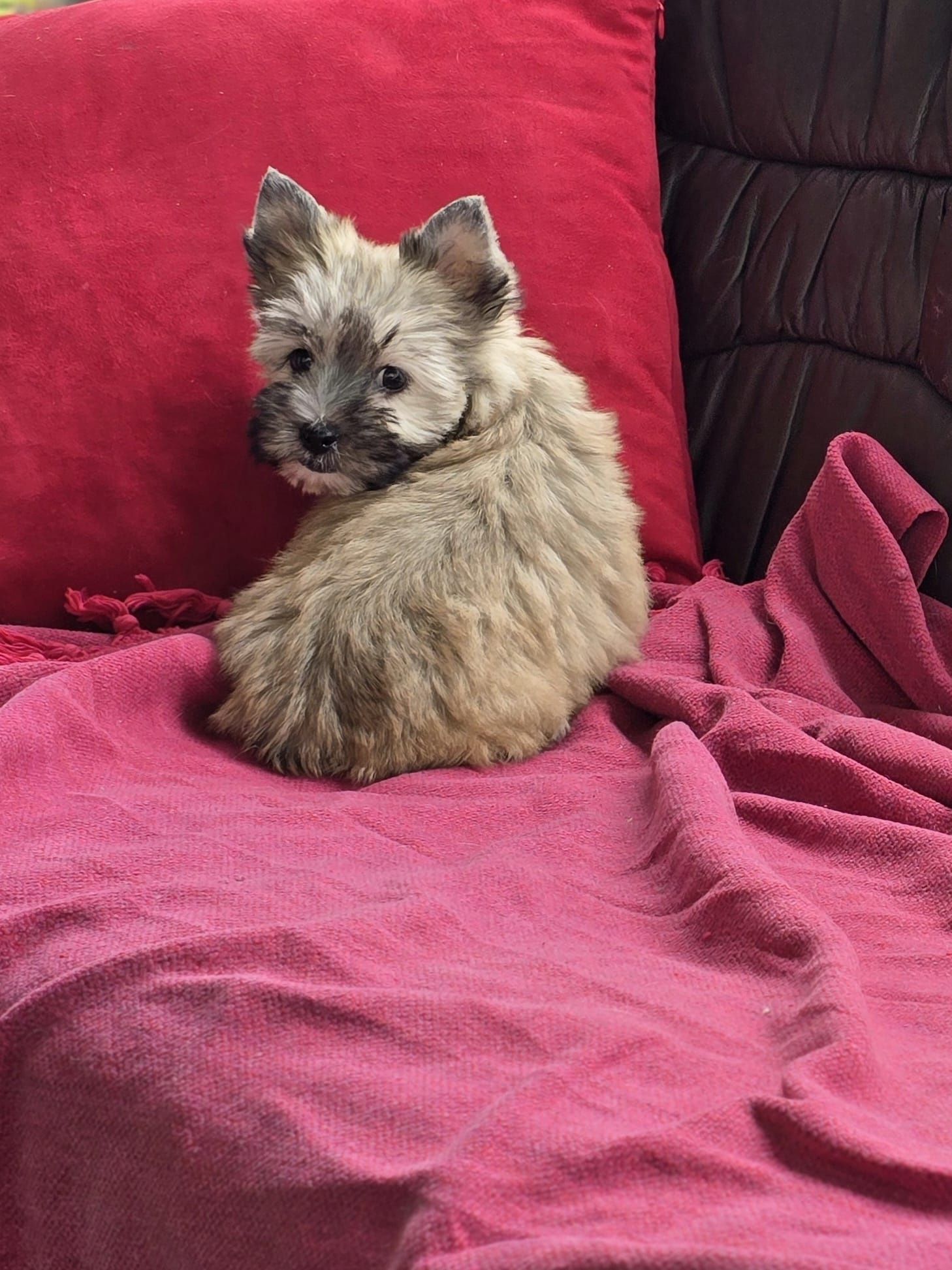 Suczka mini Yorkshire terrier