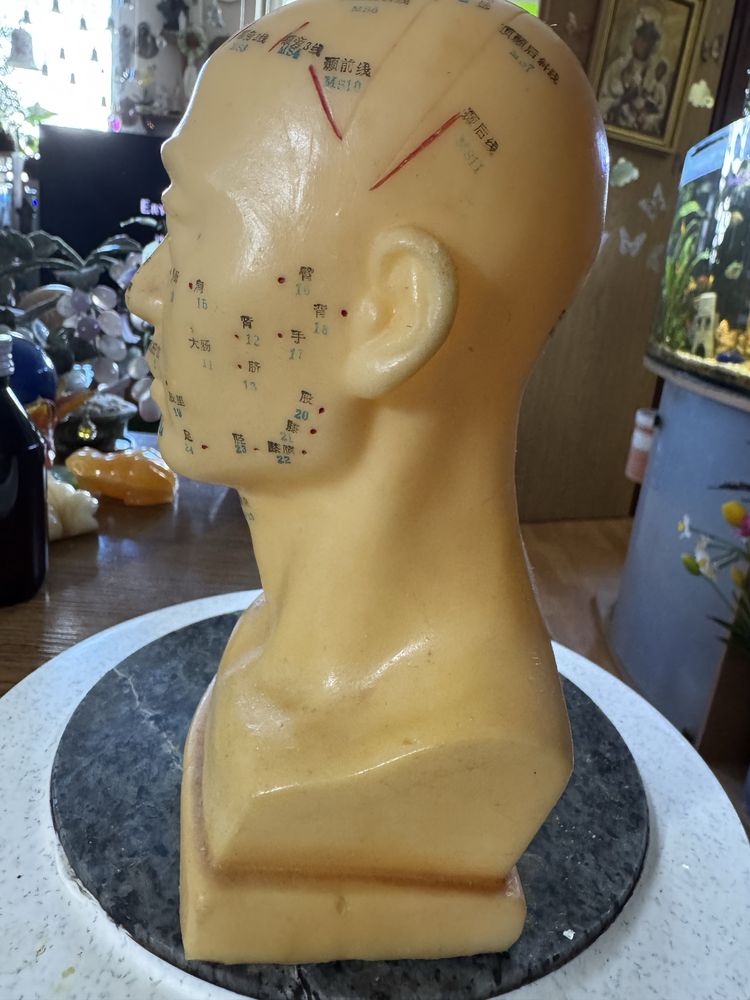 Model głowy do akupunktury