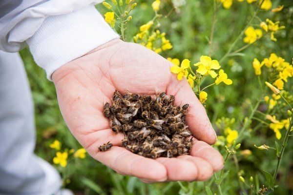Бджоли, мор бджолиний 250 мл, подмор, підмор рідкий