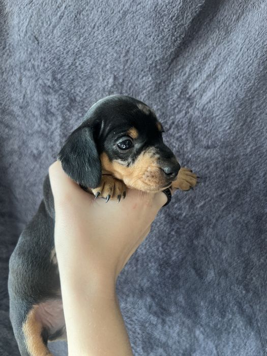 Мармурова такса хлопчик