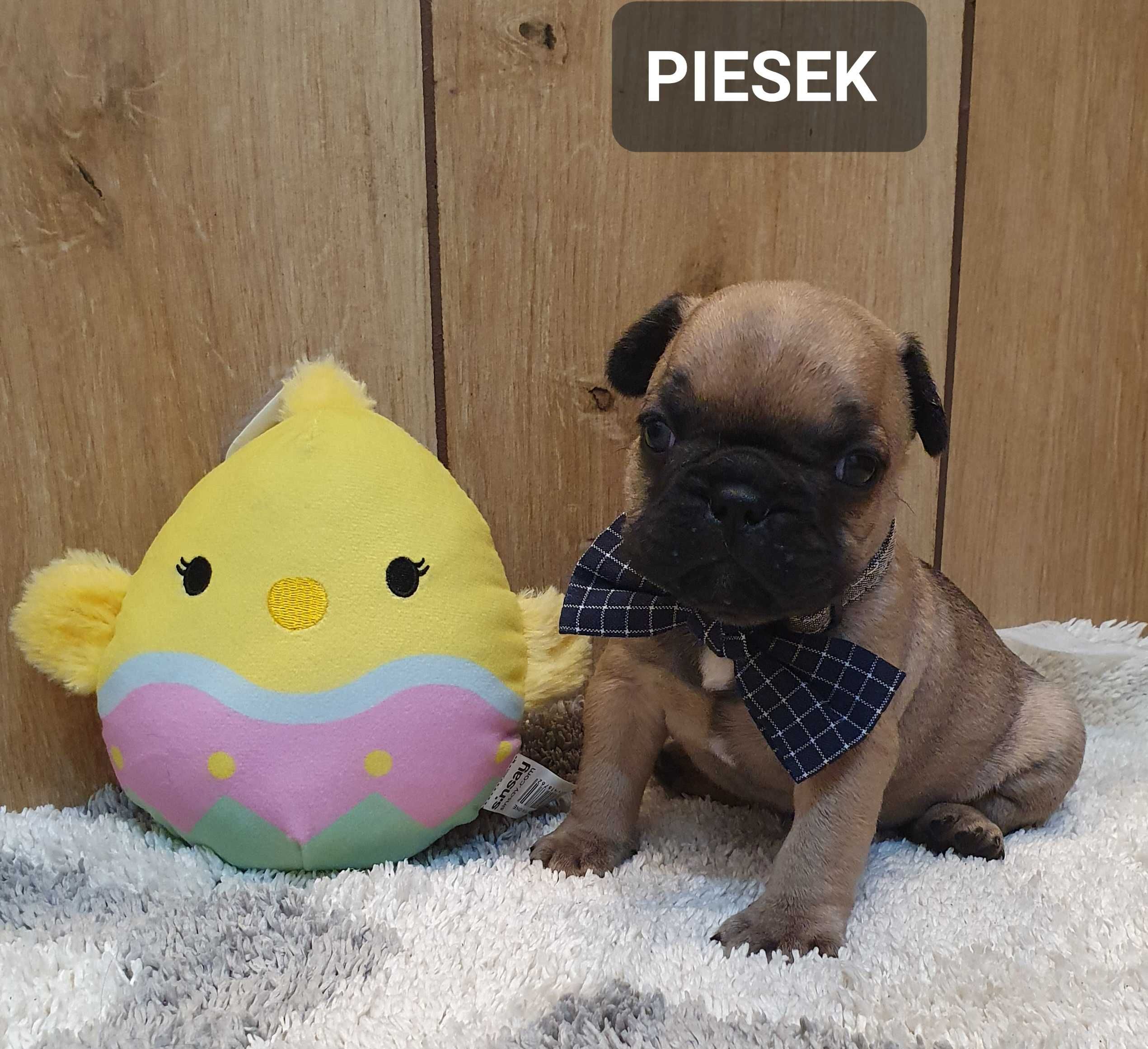 Buldog francuski -PIESEK