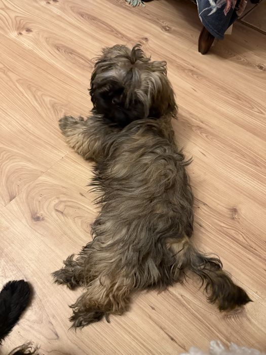 Shih Tzu, Ares z rodowodem ZK.PL