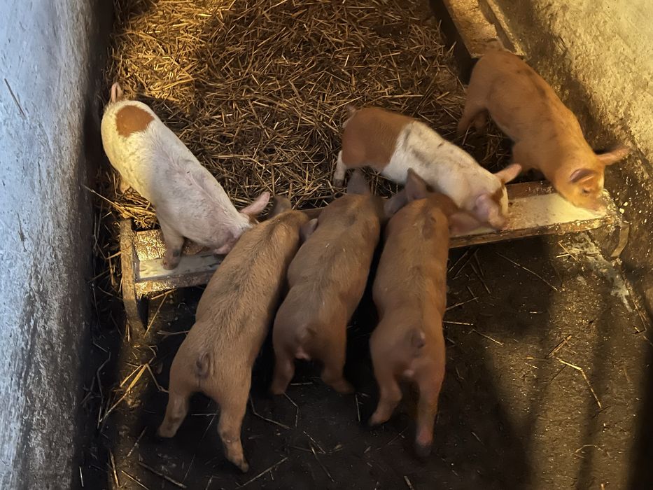 Продам поросята