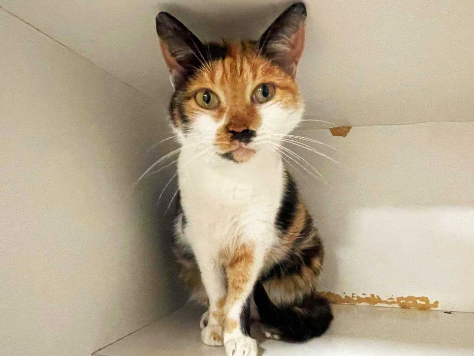 Льоля молоденька кішка 1,5 р. шукає дім, стерилізована