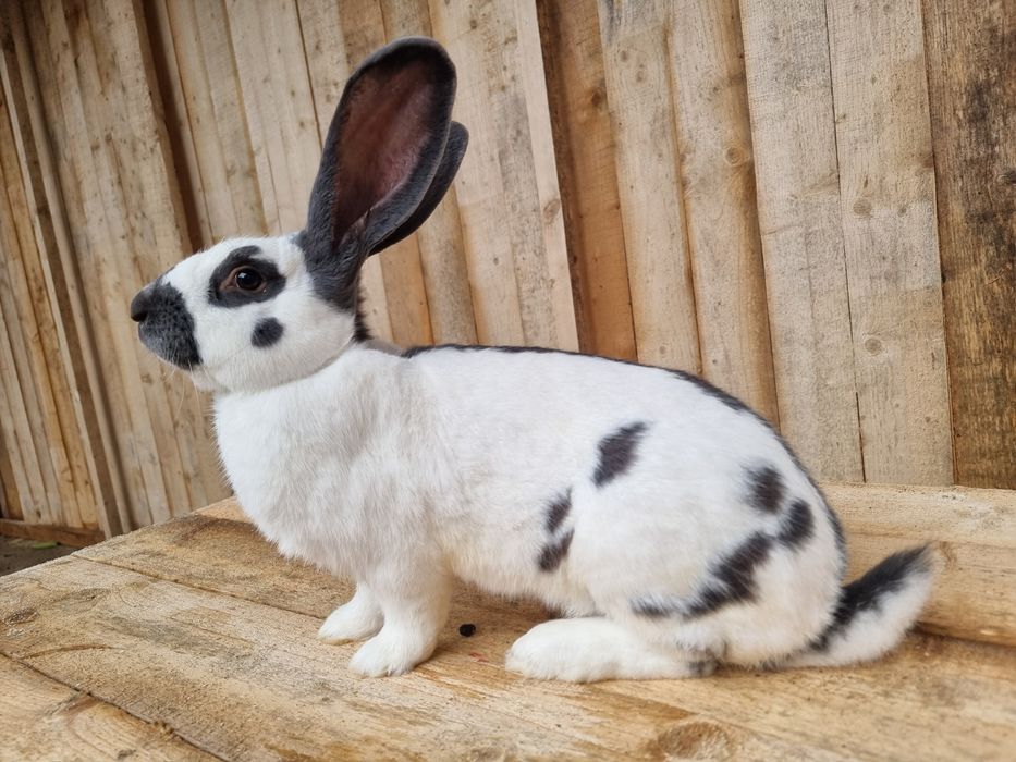 Німецький строкач