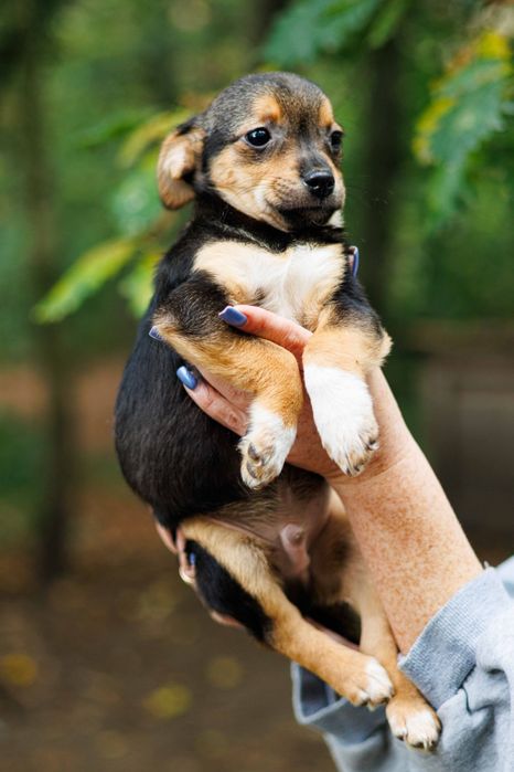 Метис тойтер'єра в добрі руки