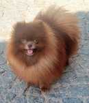 Spitz Alemão anão