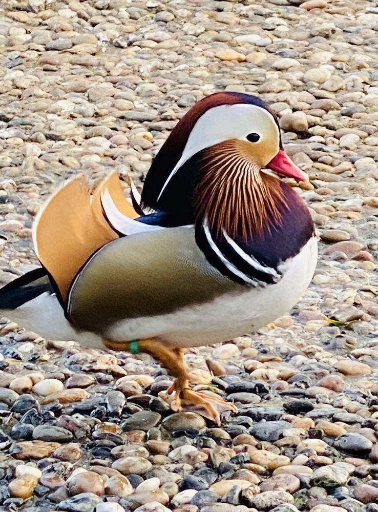 Patos ornamentais/mandarim/ carolino.