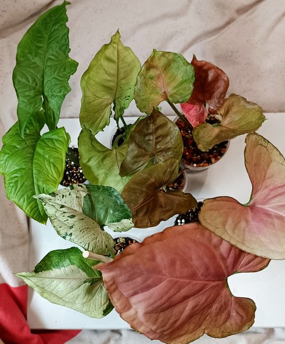 Распродажа растений