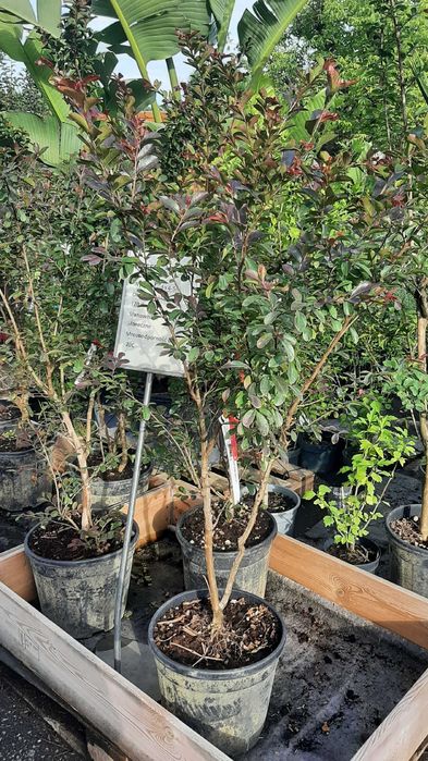 Lagerstremia, Bez Południa, mrozoodporna! B. duże okazy!