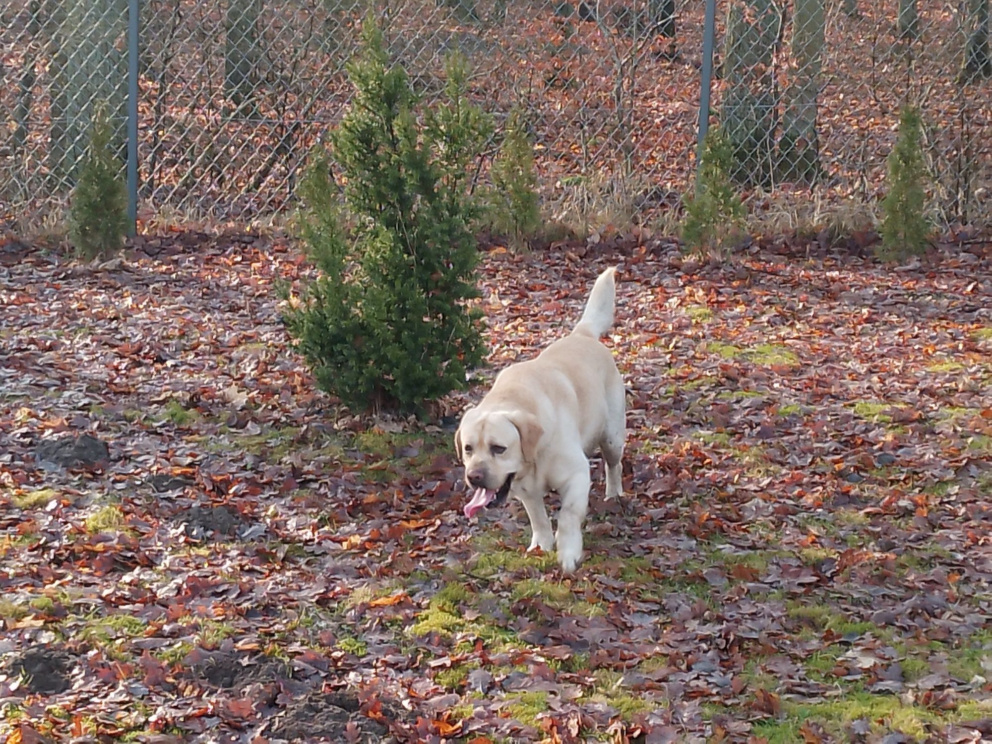 Labrador samiec z rodowodem