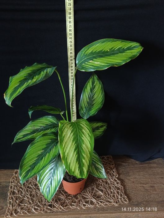 Калатея Beauty Star