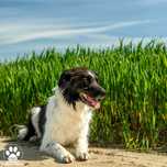 Lucky w typie Border Collie szuka domu!