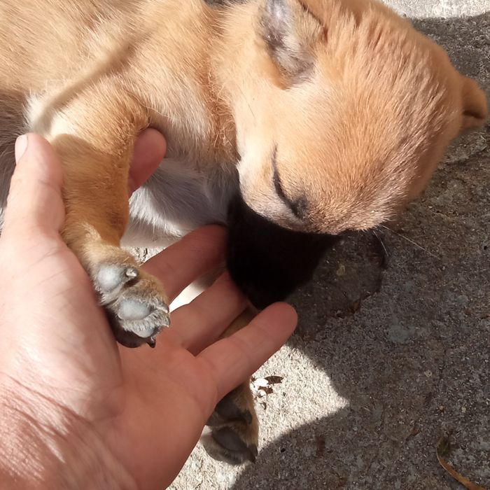 Cachorrinho para dar