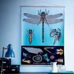 IKEA Dragonfly Ważka plakat, ilustracja (biologia, entomologia, owady)