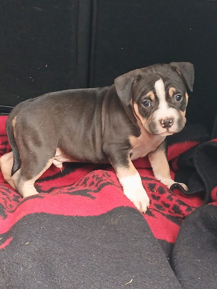 Amstaff śliczny piesek