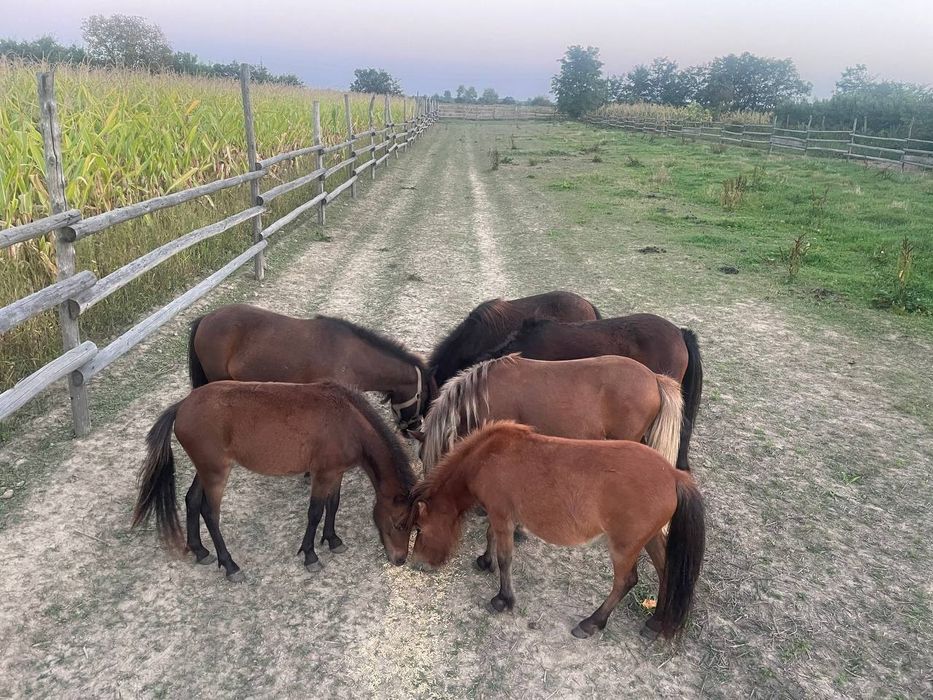 Молодняк    поні