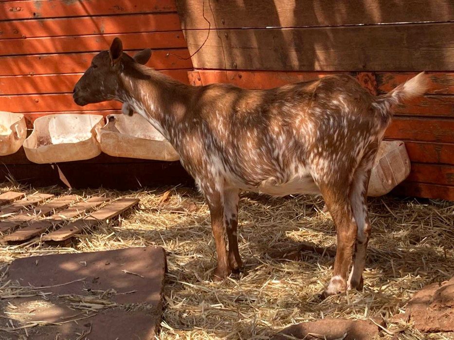 Cabras Prenhas e Mansas