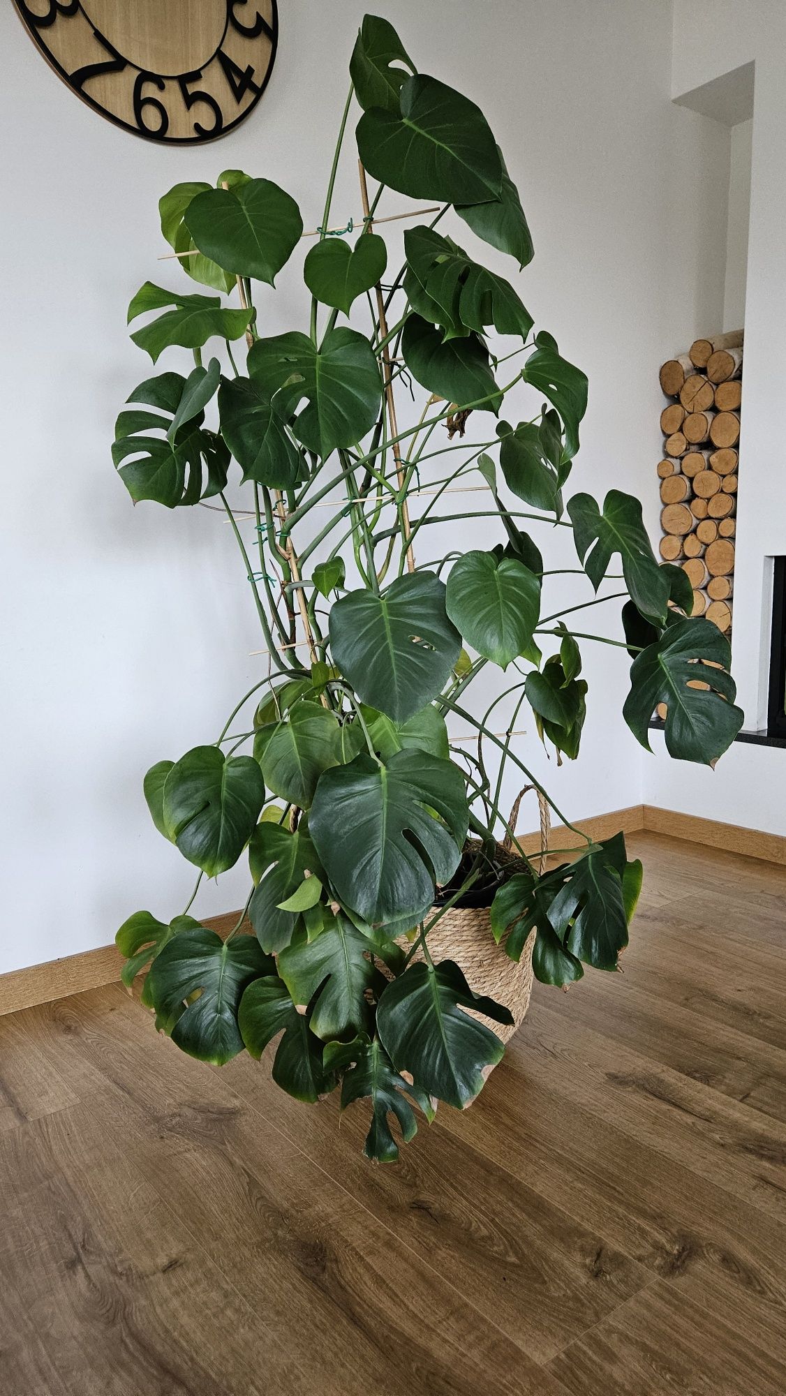 Monstera dziurawa duża