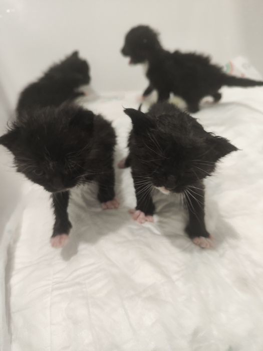 3 tygodniowe kociaczki do adopcji
