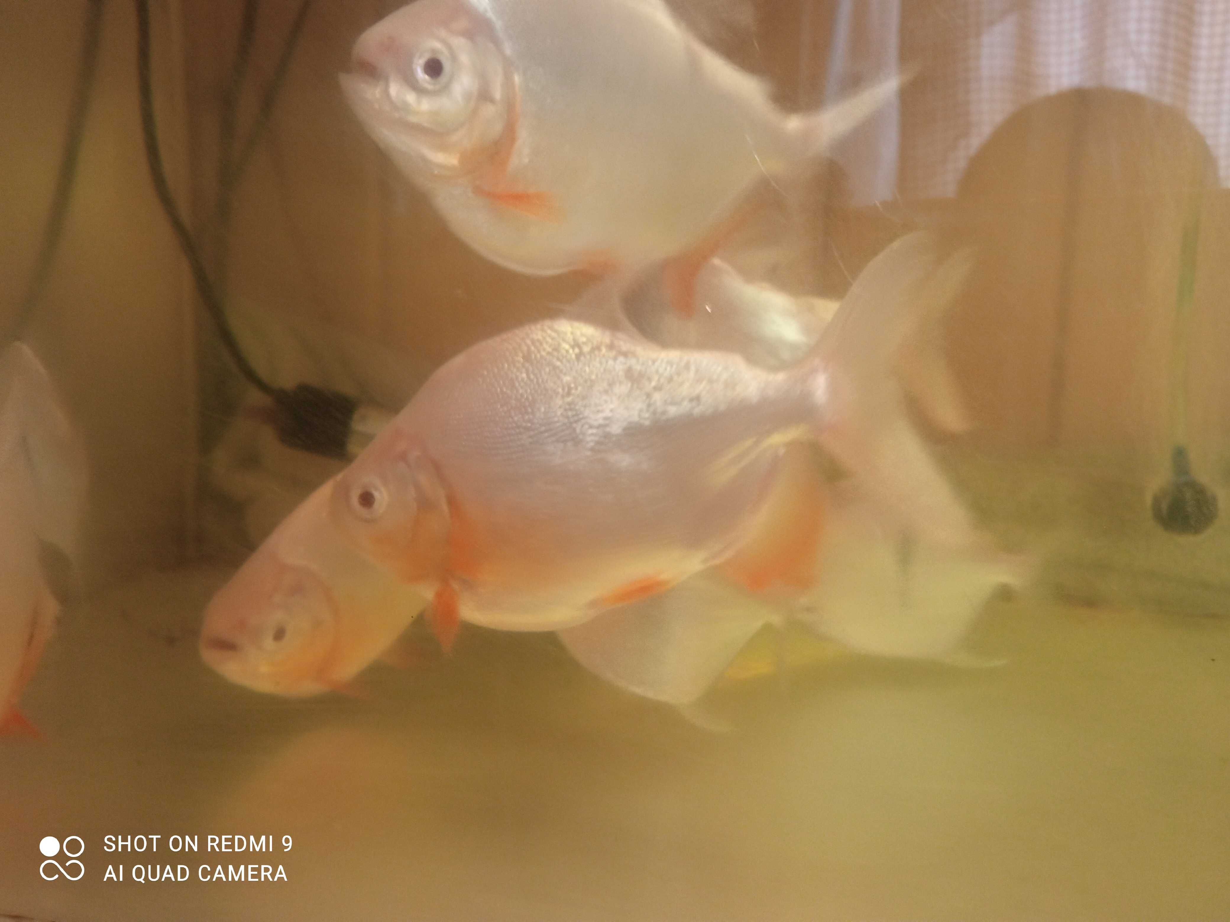 Pirania red pacu albinos