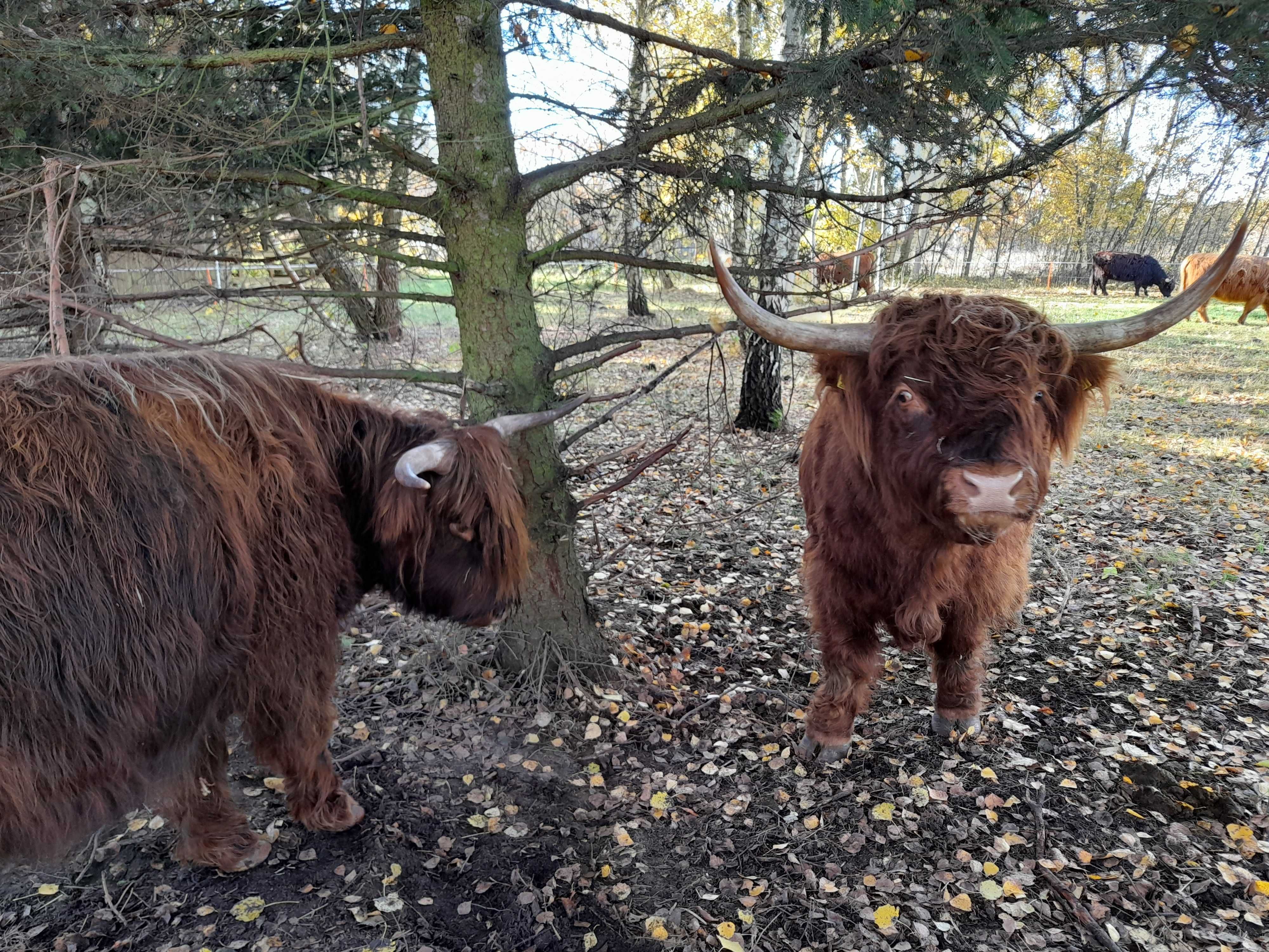 bydło szkockie HIGHLAND CATTLE jałówki/byczki