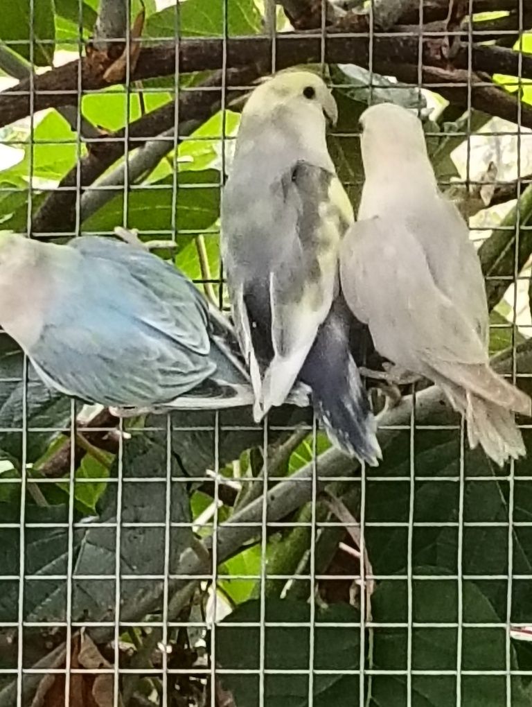 Várias aves de 2025