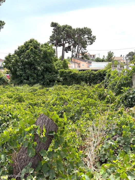 Terreno para construção no Casal do Sapo (Quinta do Conde / Fernão Fer