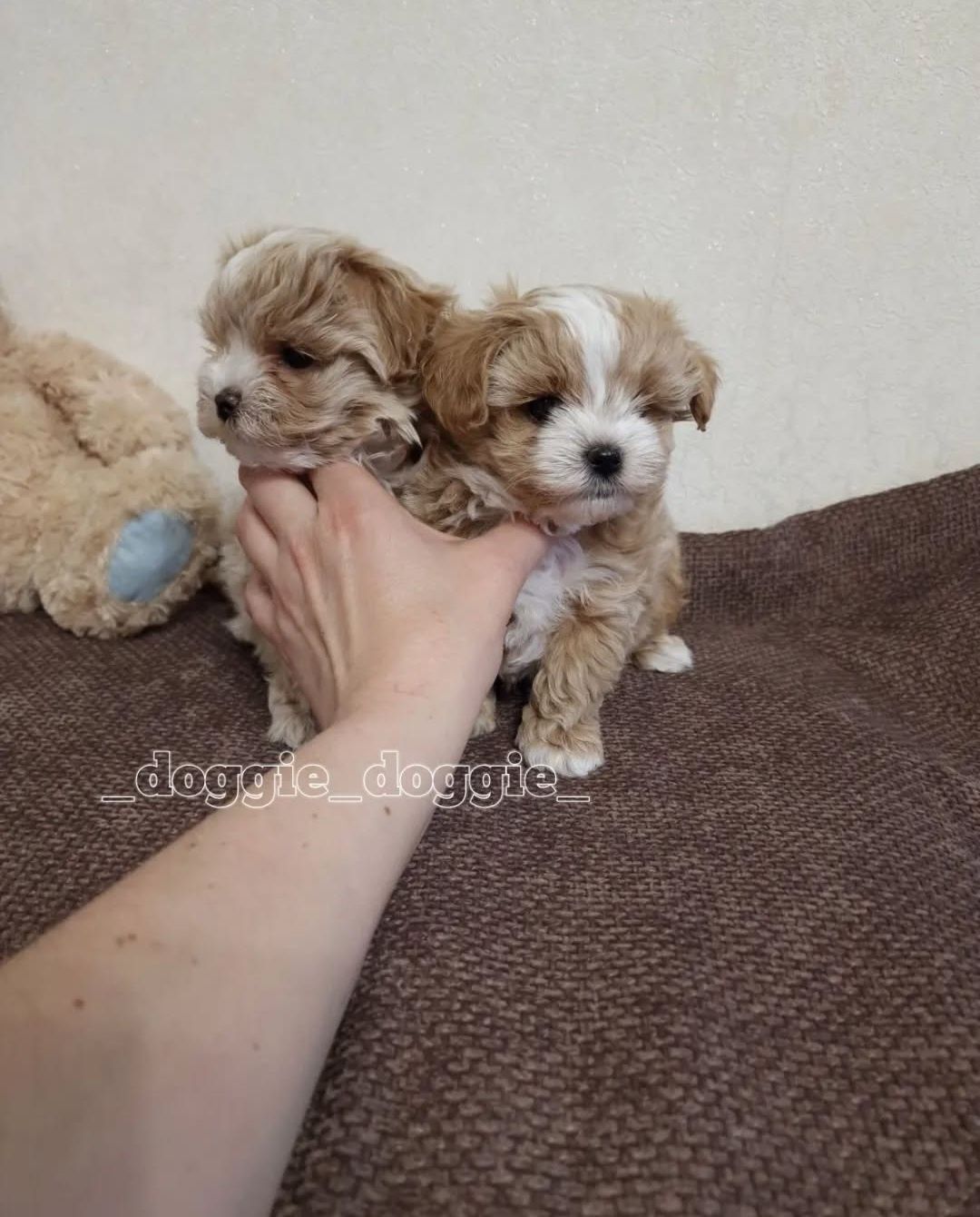 Maltipoo Teddy міні і мікро!